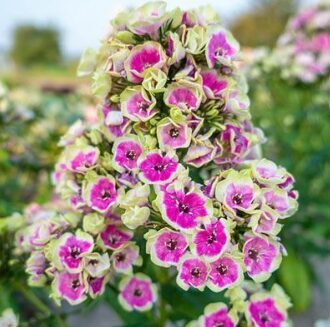 Floksis 'Orchid Yellow' (pieejams no jūnija)